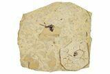 Fossil True Weevil (Curculionidae) Beetle - France #254565-1